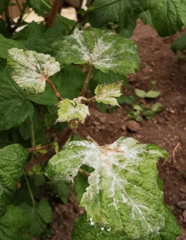 Lisztharmat fertőzés bogyós termésű növényen