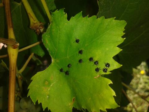 Vándorpoloska szőlőn