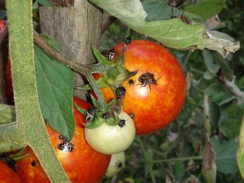 Vándorpoloska paradicsomon